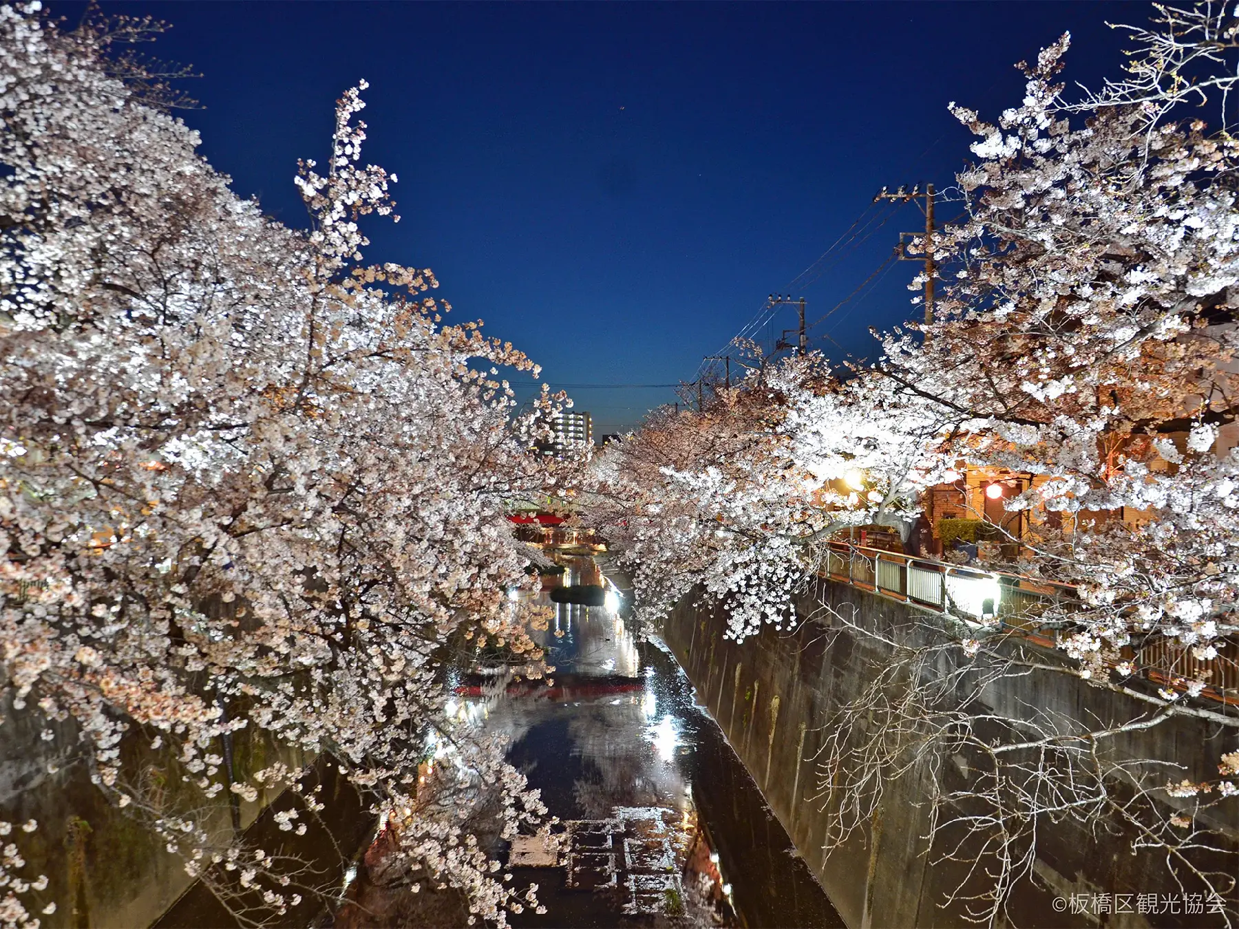 10010-石神井川の桜並木２
