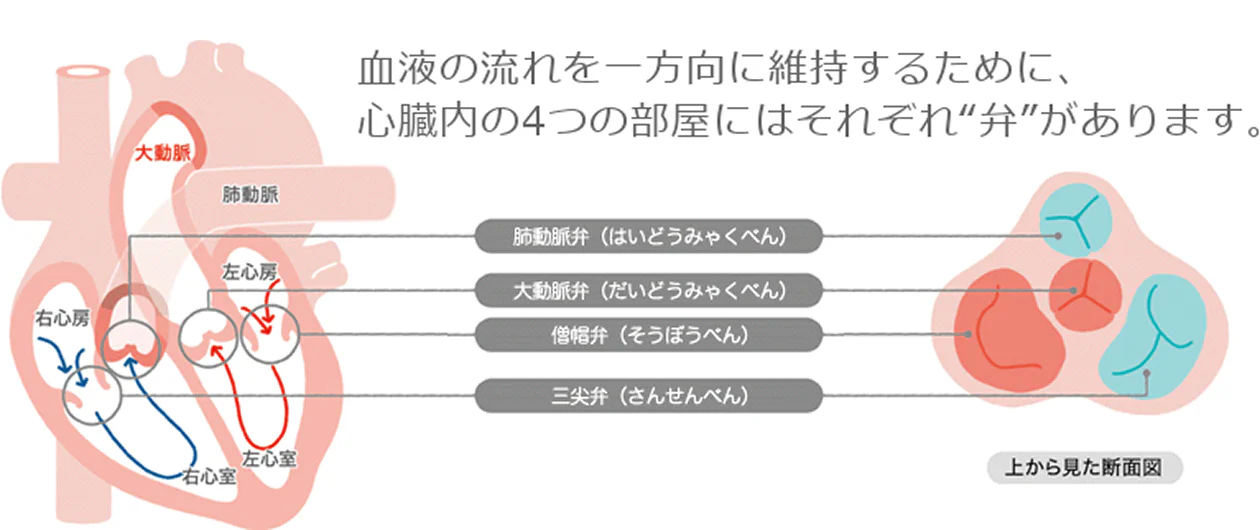 大動脈弁の役割