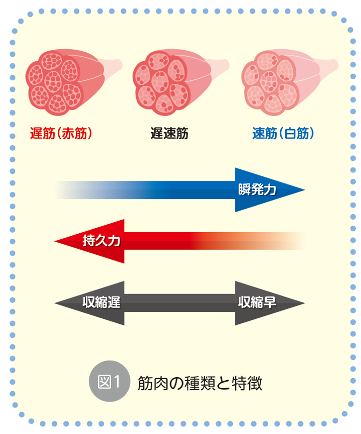 筋肉の種類と特長