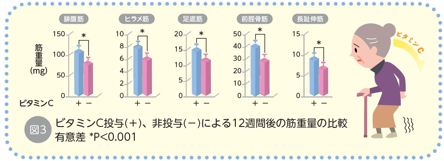 ビタミンC投与（＋）、非投与（-）による12週間後の筋重量の比較有意差