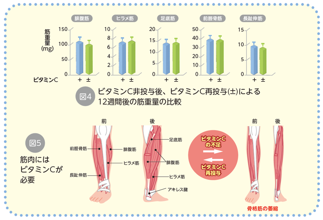 筋活にはビタミンCが必要！05