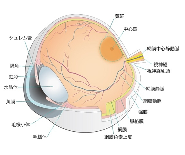 目の構造