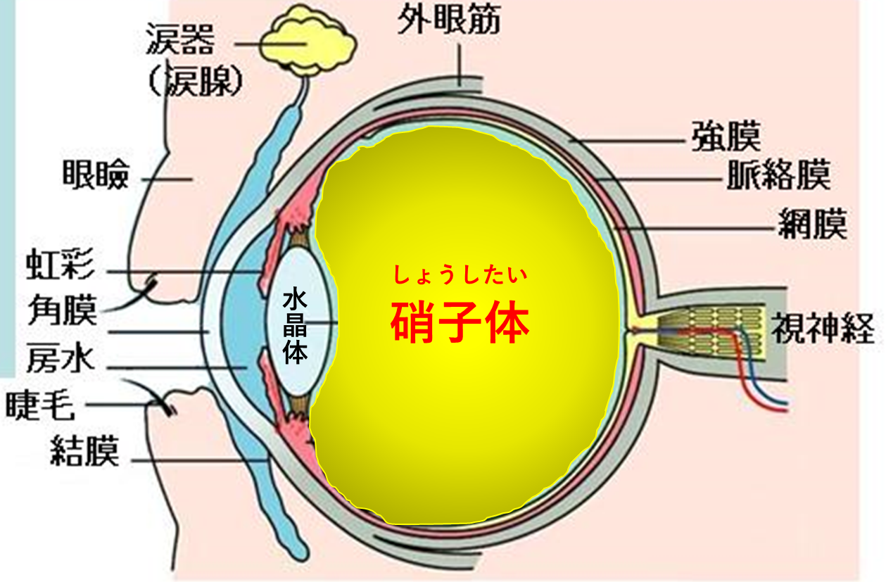 硝子体手術01