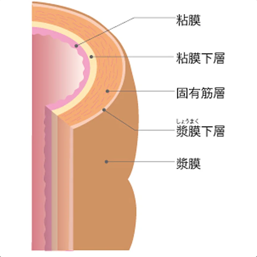 大腸の壁の構造
