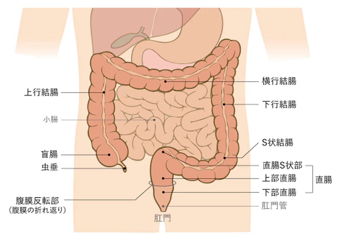 大腸の構造