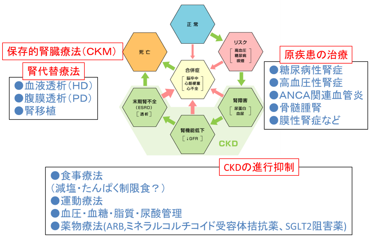 慢性腎臓病（CKD）02