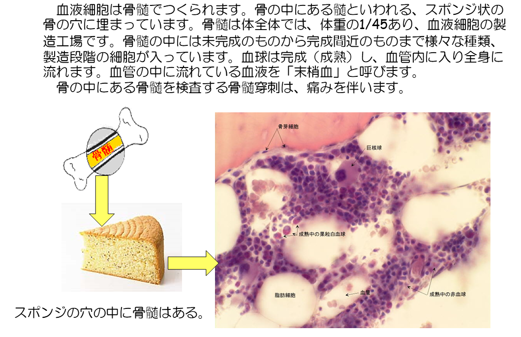 正常な骨髄