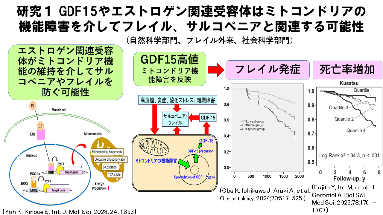研究１_研究1 GDF15やエストロゲン関連受容体はミトコンドリアの機能障害を介してフレイル、サルコペニアと関連する可能性