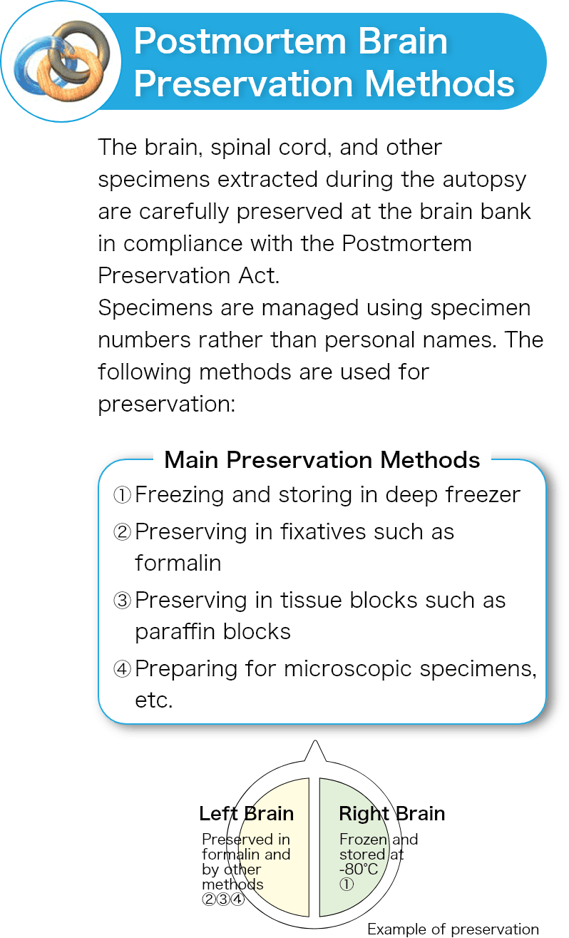 Method of preservation of postmortem brain Preservation Method