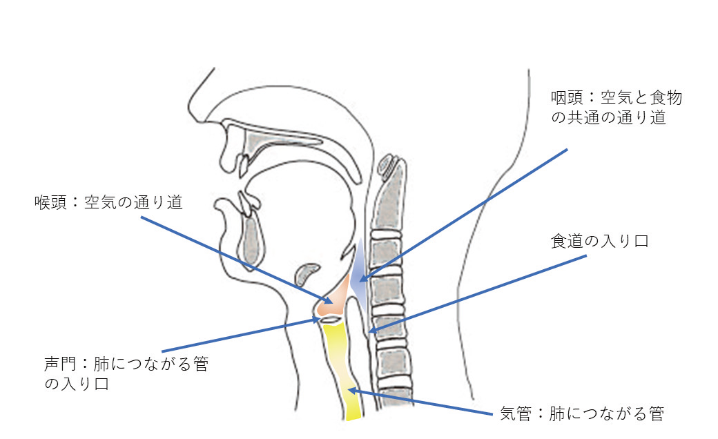 のどの構造01