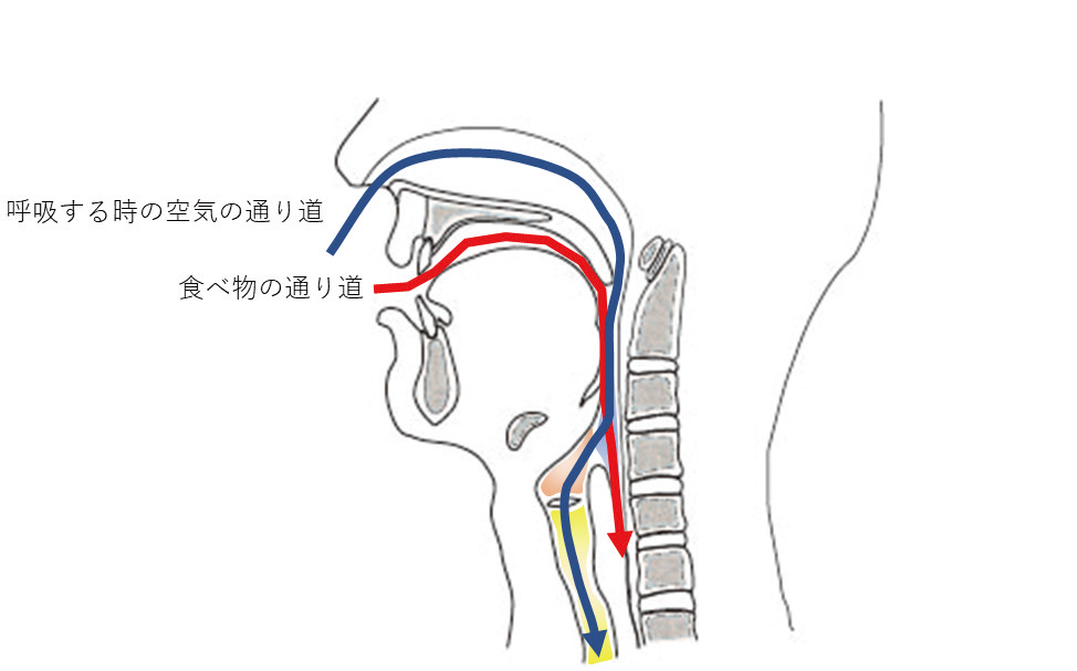 のどの構造02