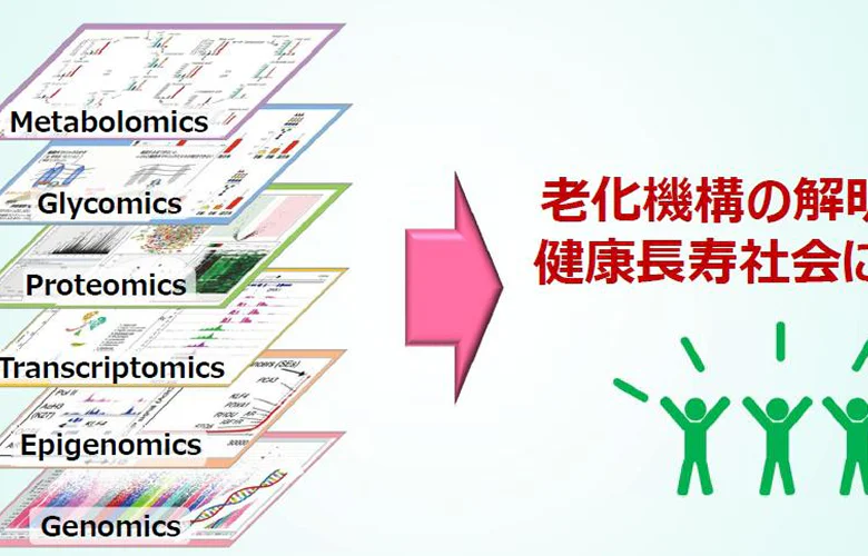 老化機構研究チーム