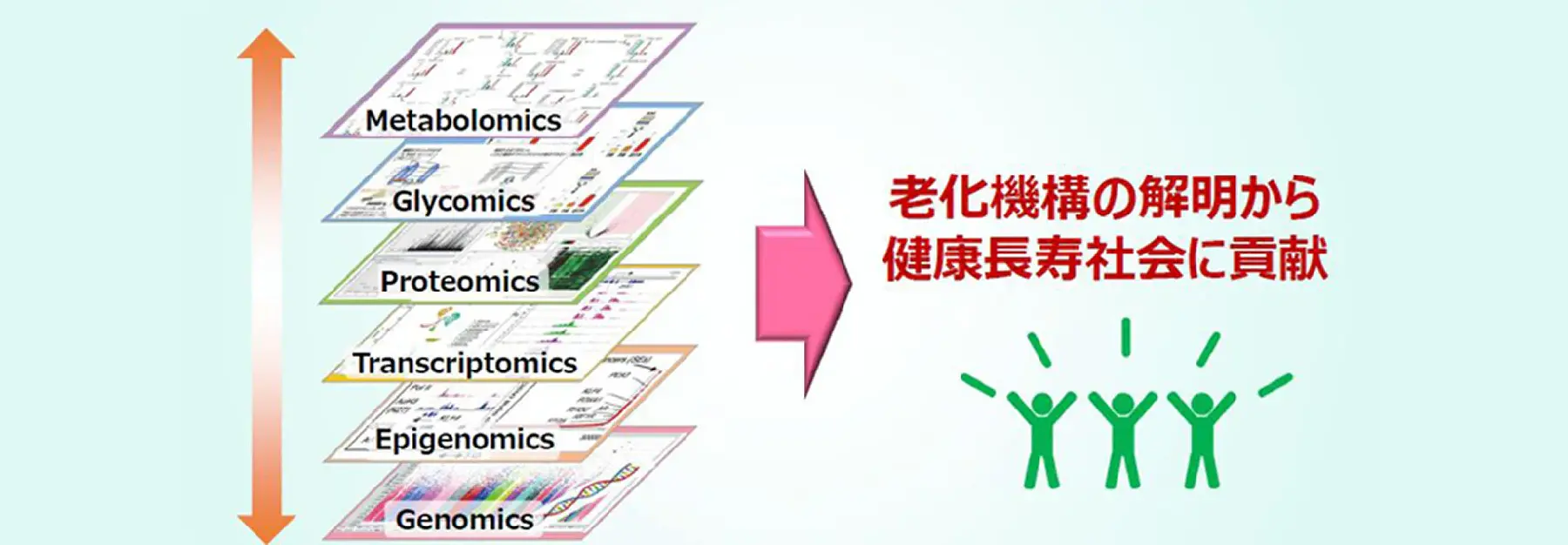 老化機構研究チーム
