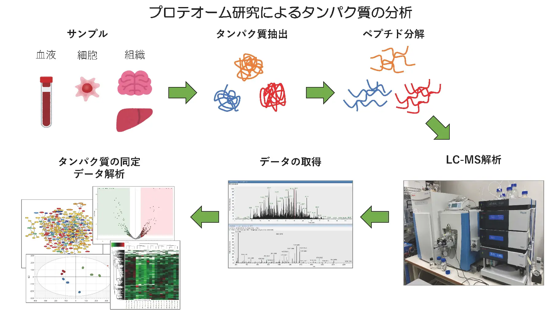 プロテオーム研究