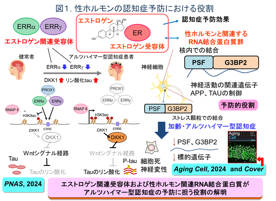 性ホルモンの認知症予防における役割