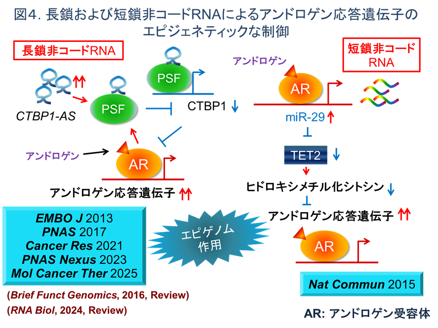 長鎖および短鎖非コードRNAによるアンドロゲン応答遺伝子のエピジェネティックな制御
