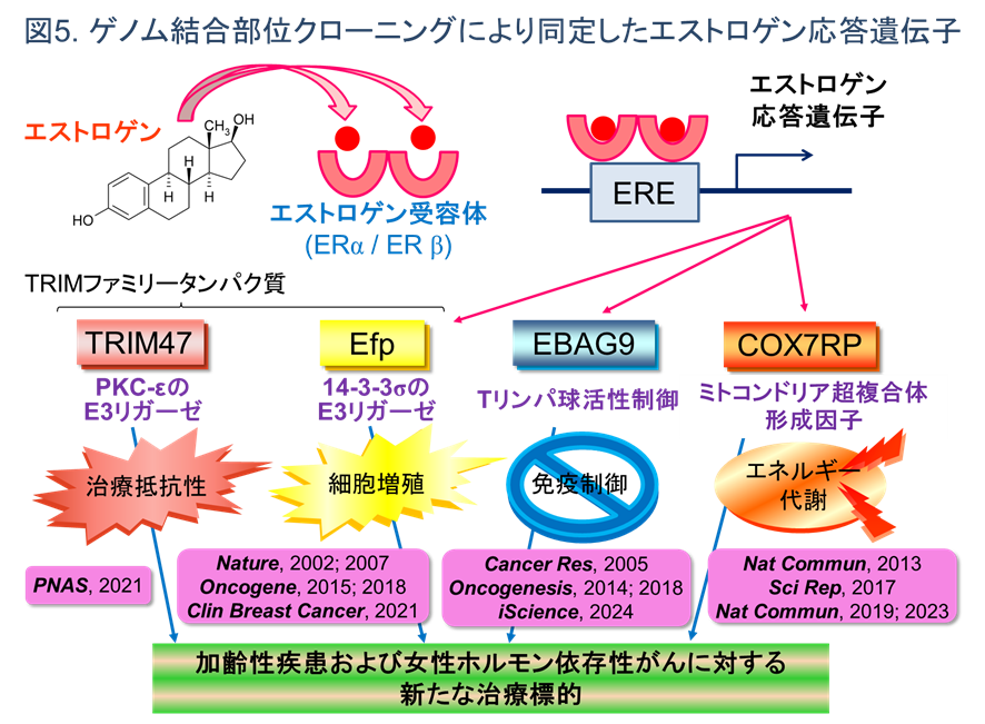 ゲノム結合部位クローニングにより同定したエストロゲン応答遺伝子