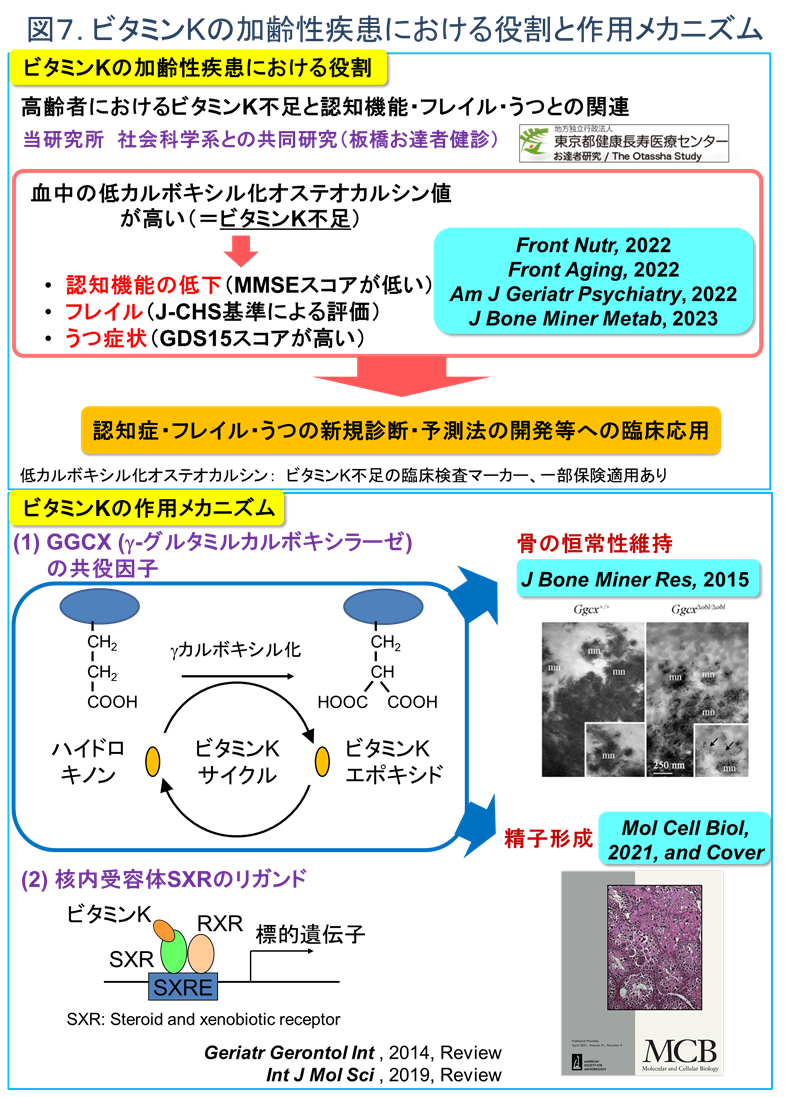 ビタミンKの加齢性疾患における役割と作用メカニズム