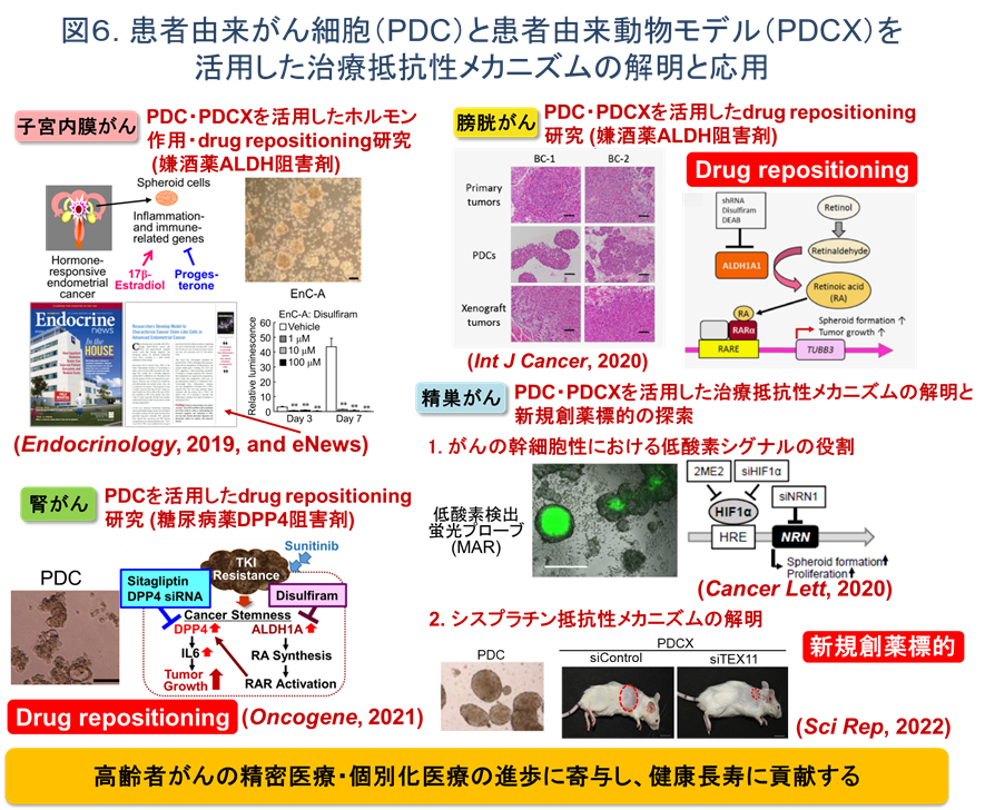 患者由来がん細胞（PDC）と患者由来動物モデル（PDCX）を活用した治療抵抗性メカニズムの解明と応用