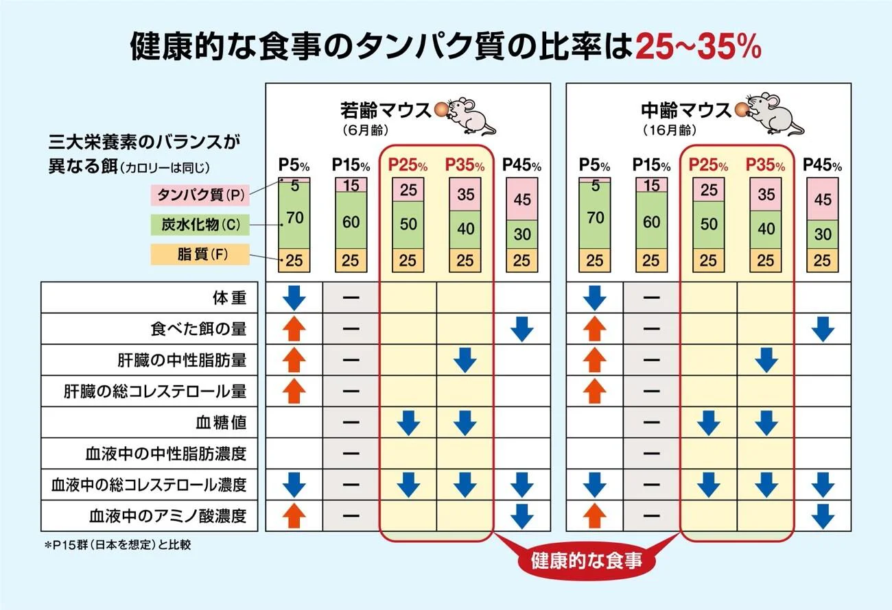 健康的な食事のタンパク質の比率は25〜35%