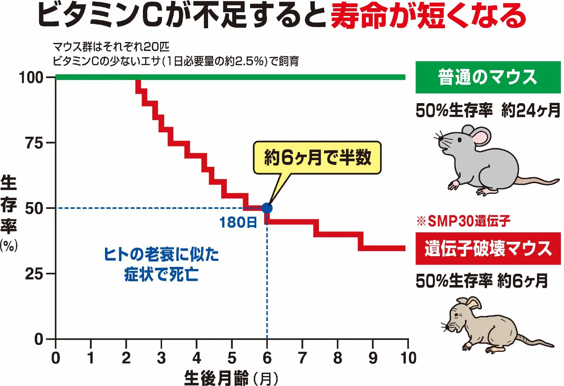 ビタミンCが不足すると寿命が短くなる