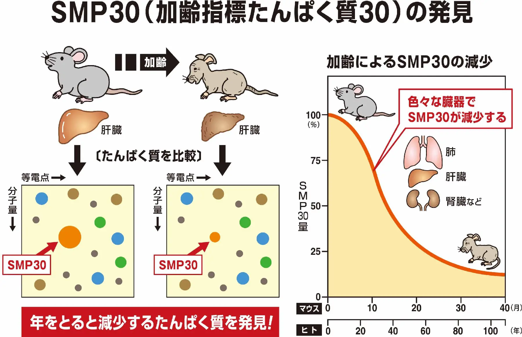 SMP30（加齢指標たんぱく質30）の発見