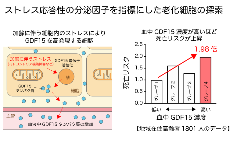 ストレス応答性の分泌因子を指標にした老化細胞の探索