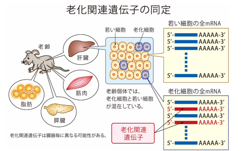 老化関連遺伝子の同定