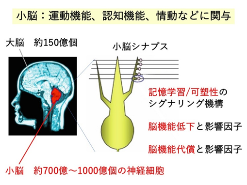 小脳：運動機能、認知機能、情動などに関与