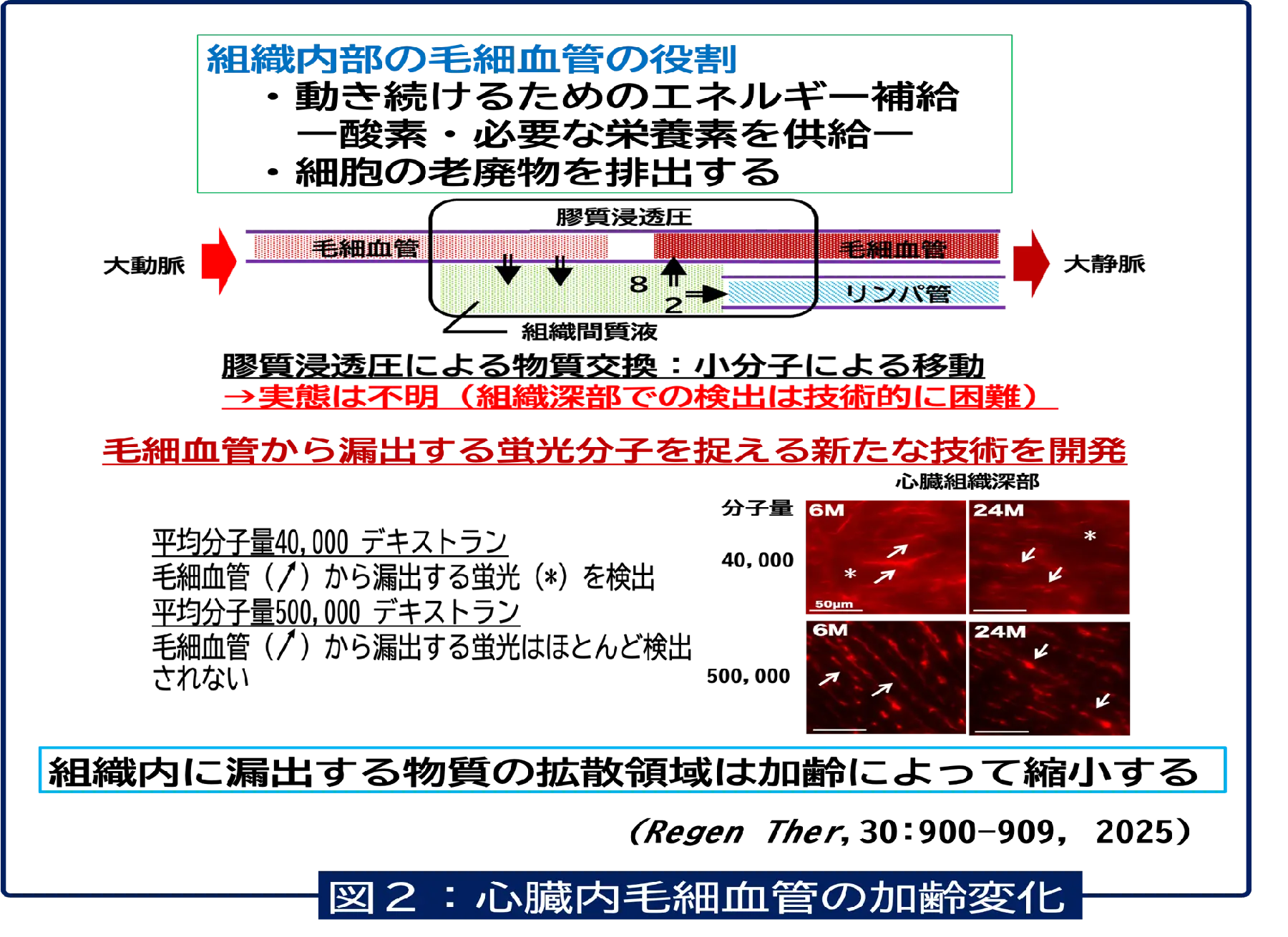 心臓内毛細血管の加齢変化