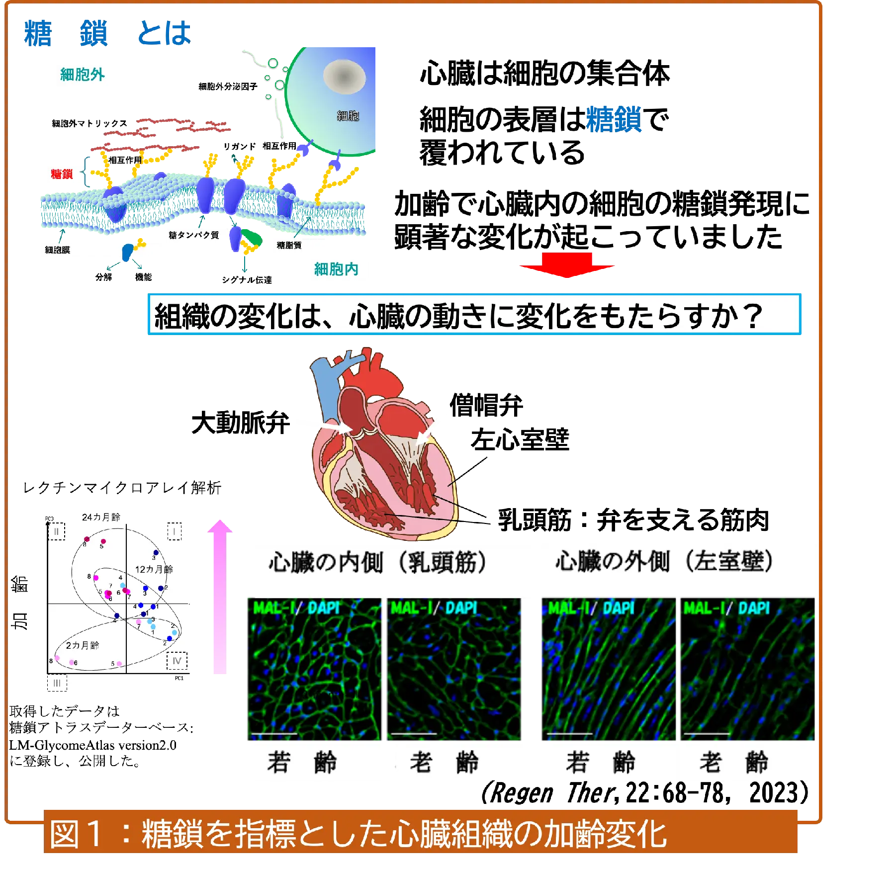 糖鎖を指標とした心臓組織の加齢変化