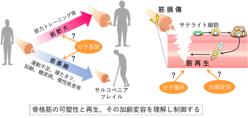 筋疾患の病態解明と治療基盤創出