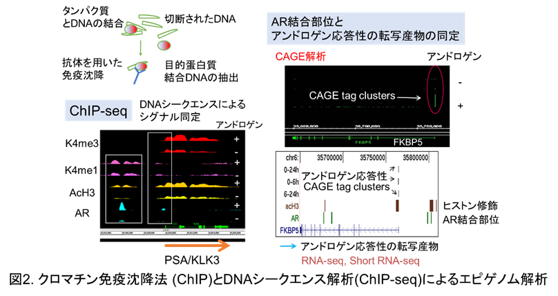 クロマチン免疫沈降法 (ChIP)とDNAシークエンス解析(ChIP-seq)によるエピゲノム解析