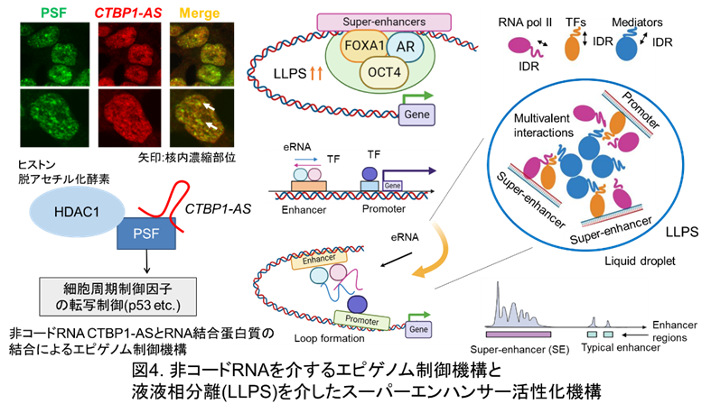 非コードRNAを介するエピゲノム代謝制御と液液相分離（LLPS）を介したスーパーエンハンサー活性化機構