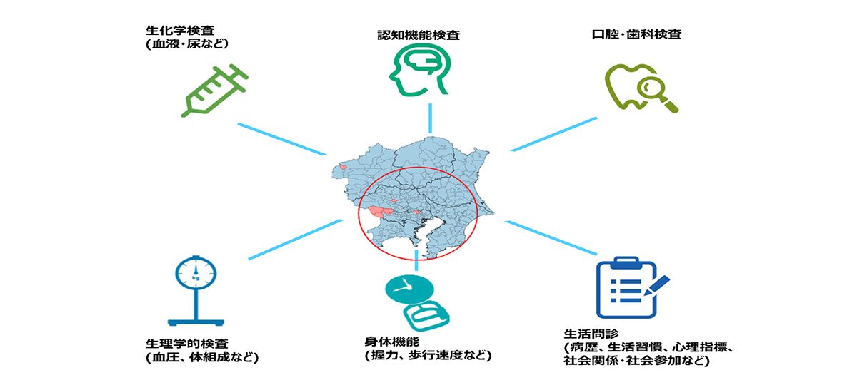 首都圏高齢者長期縦断研究