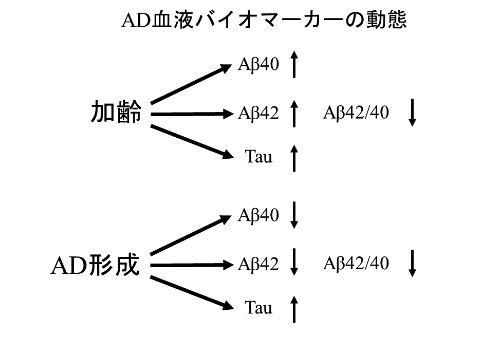 AD 血液バイオマーカーの動態