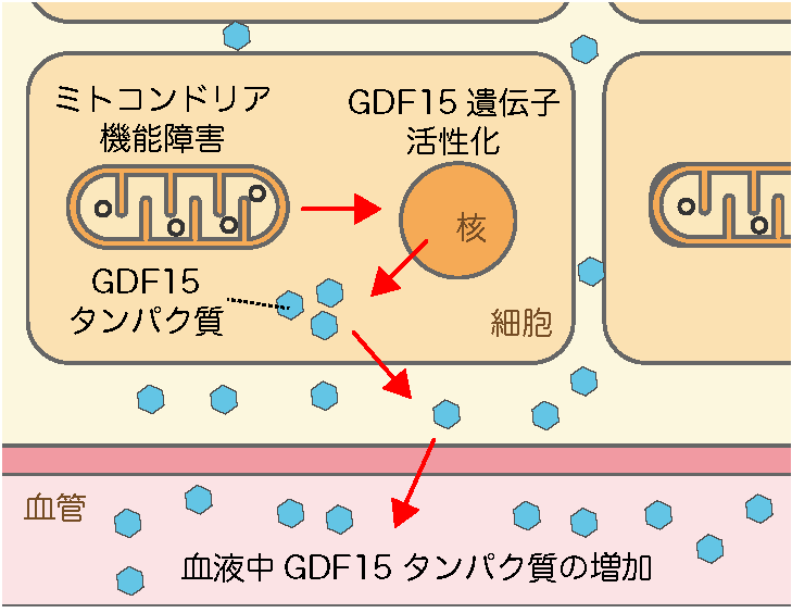 ミトコンドリアが障害された細胞から分泌されるGDF15タンパク質