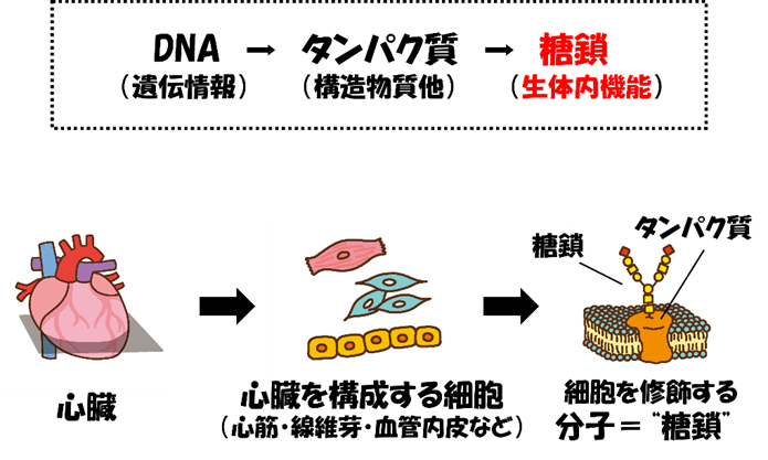 体の中で機能的に重要な役割を果たす糖鎖。生体の3大生命鎖（上）。心臓を構成する細胞例と糖鎖によるタンパク質の修飾図（下）。