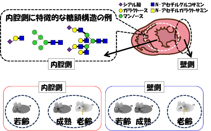 マウス心臓の加齢による糖鎖変化の特徴。心臓の内側に多く見られた糖鎖の模式図（上）。内腔側では若齢で糖鎖が変化し成熟・老齢マウスの糖鎖組成が類似、壁側では老齢になってから糖鎖が変化する傾向にあった（下）。