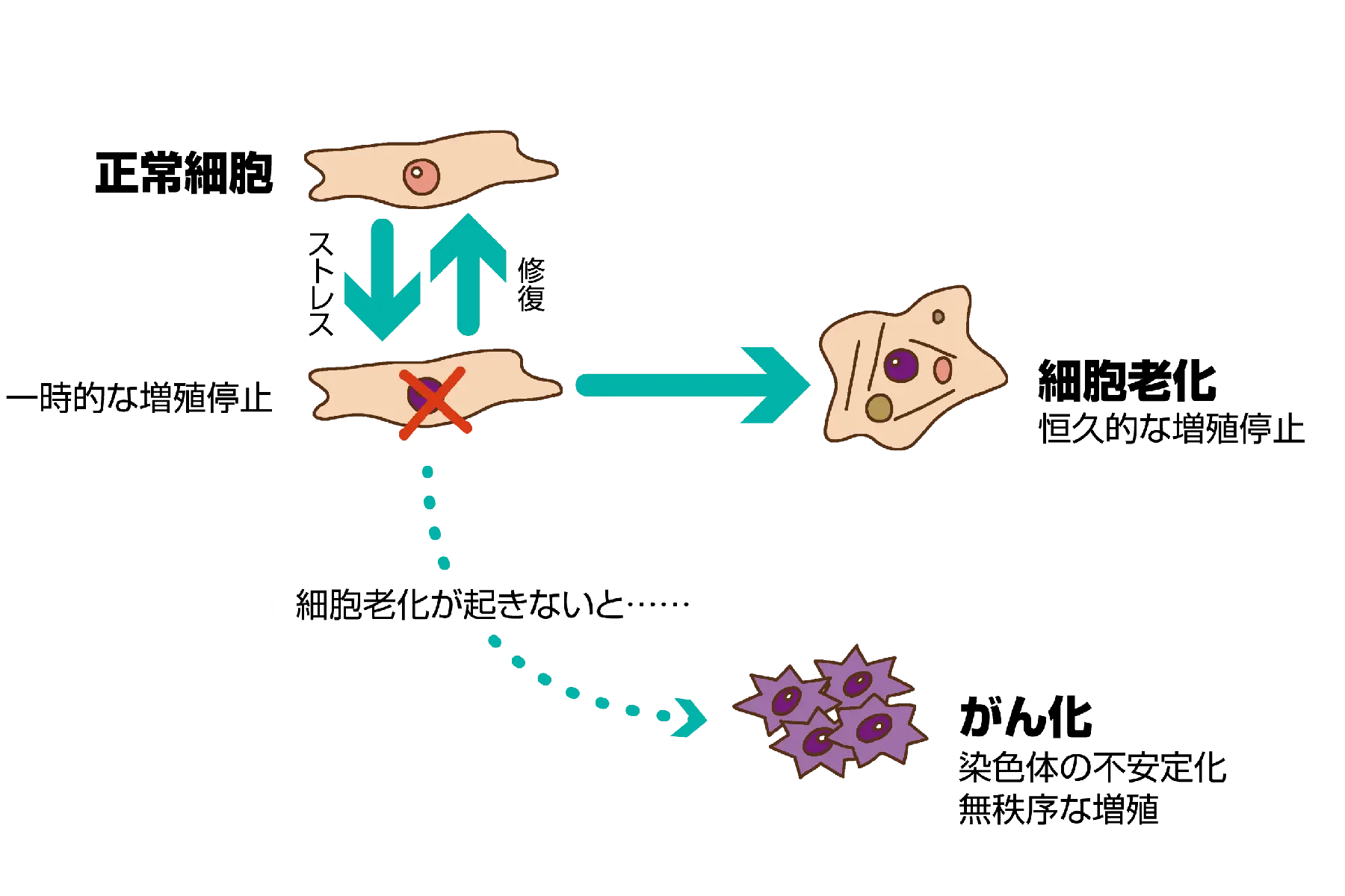 老化は克服できるのか？～細胞老化の視点から～01