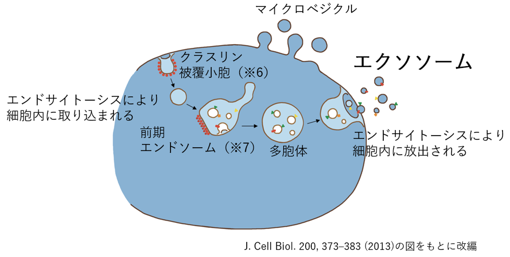 エクソソームのできかた