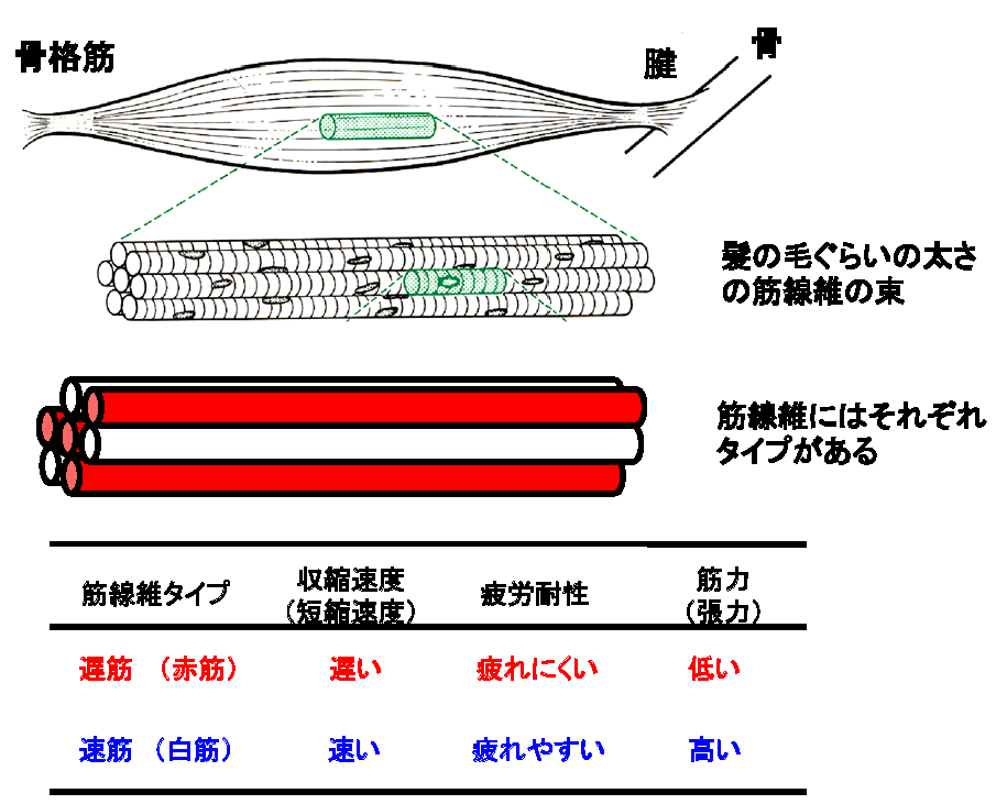 骨格筋の構造と筋線維タイプ