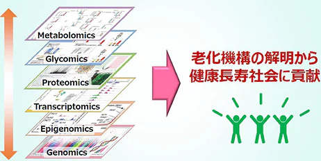 老化機構研究チーム