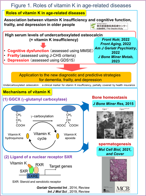 Figure 1. Roles of vitamin K in age-related diseases