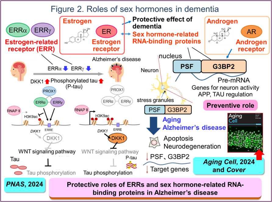 Figure 2. Roles of sex hormones in dementia
