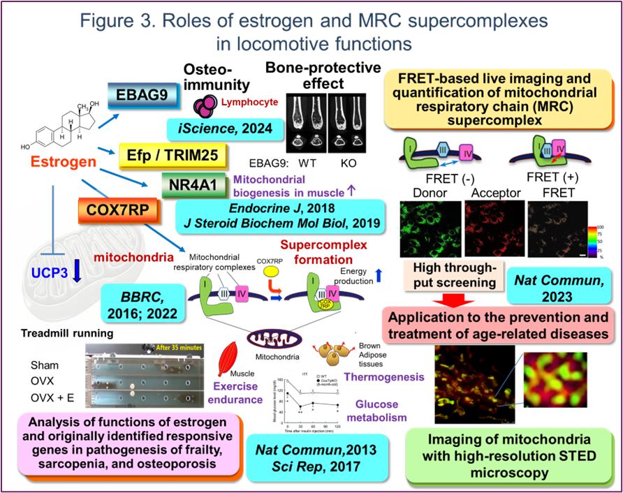 Figure 3. Roles of estrogen and MRC supercomplexes in locomotive functions