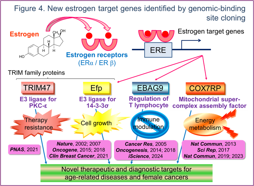 Figure 4. New estrogen target genes identified by genomic-binding site cloning