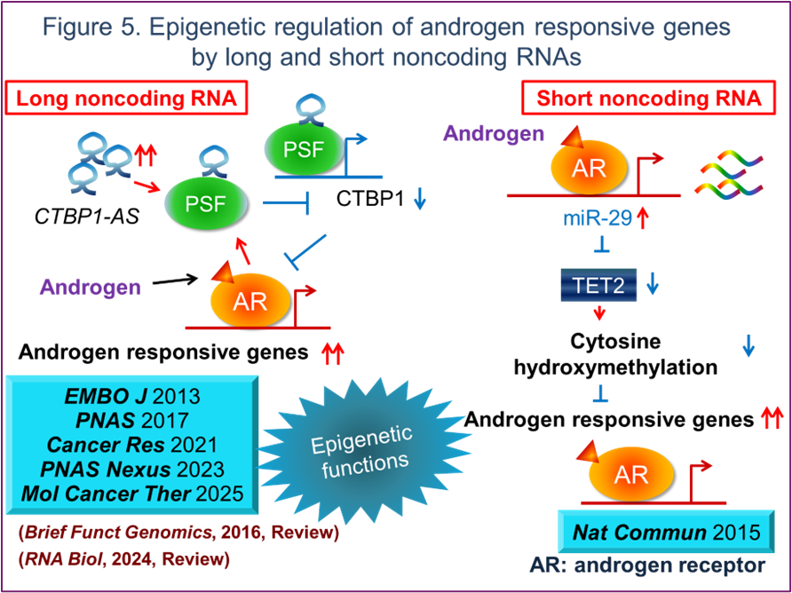 Figure 5. Epigenetic regulation of androgen responsive genes by long and short noncoding RNAs