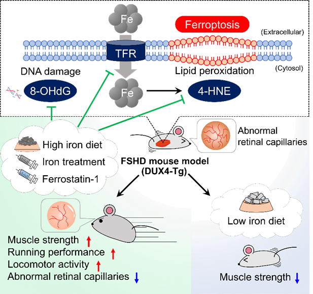 Iron supplementation improves muscle function in a mouse model of muscular dystrophy