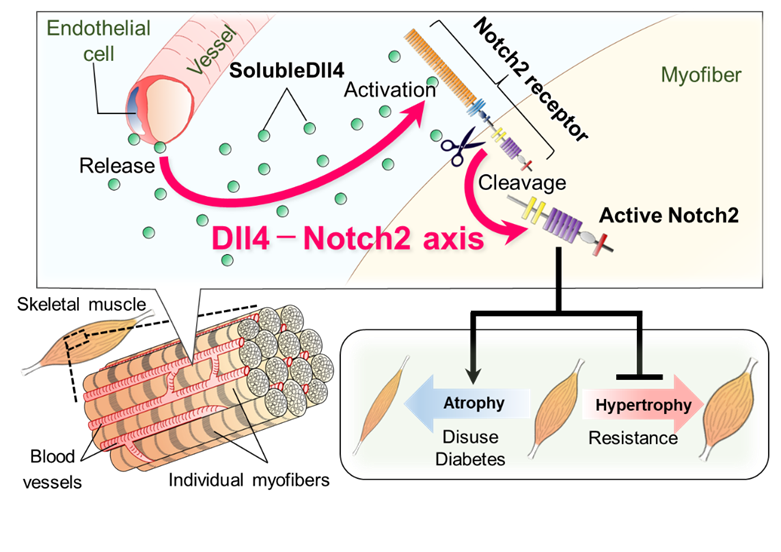 Discovery of the vascular Dll4-muscular Notch2 axis in muscle atrophy models